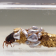 Image for article titled These Insects Build Carapaces of Gold and Pearl